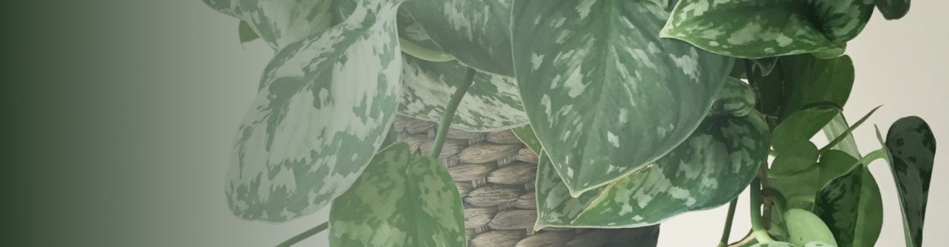 How To Hang Plants From The Ceiling