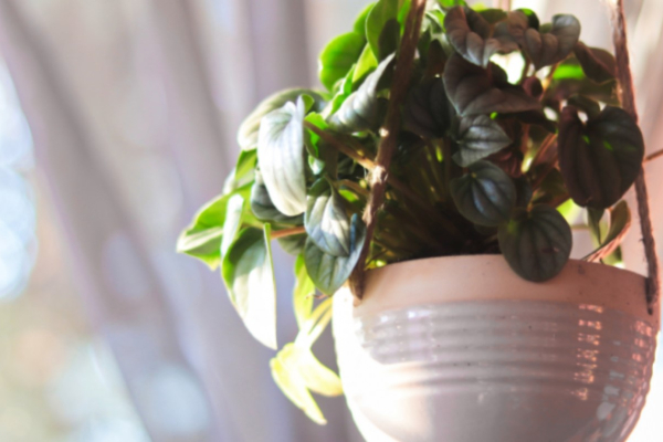 How To Hang Plants From The Ceiling